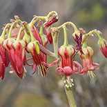 Cotyledon barbeyi